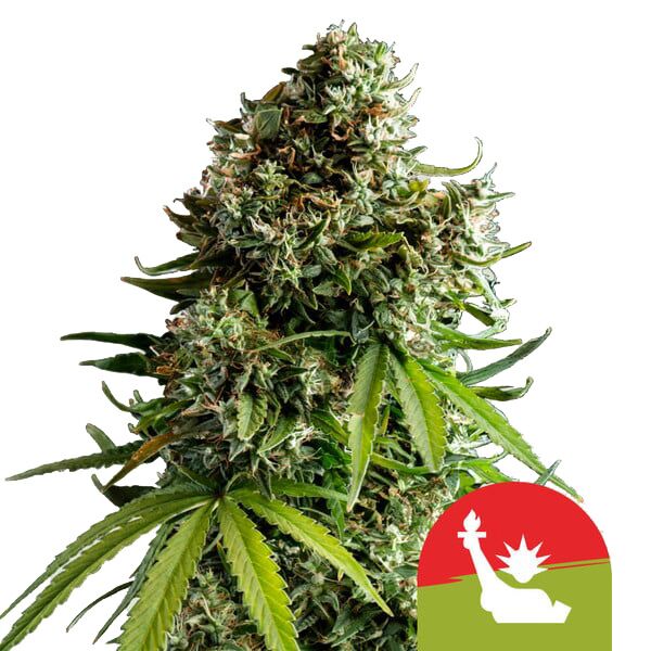 NYC Sour D Auto