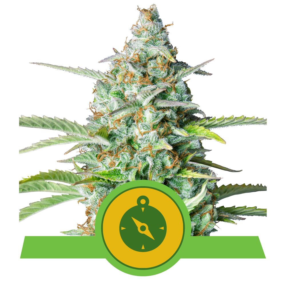 Northern Lights Auto