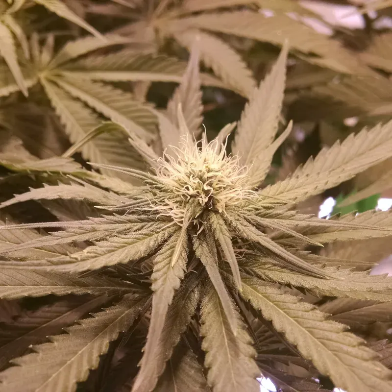 Pineapple Kush