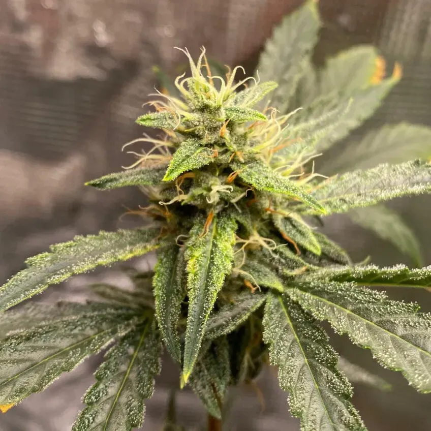 Pink Kush Auto