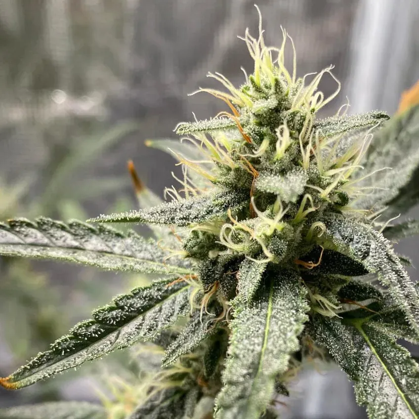 Platinum Cookies Auto