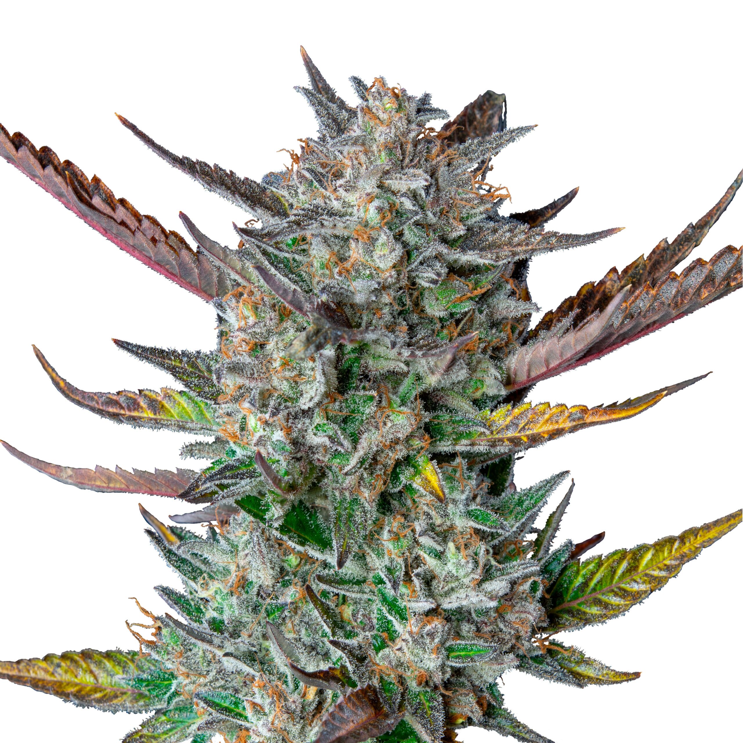 Purple Punch Auto - Image 3