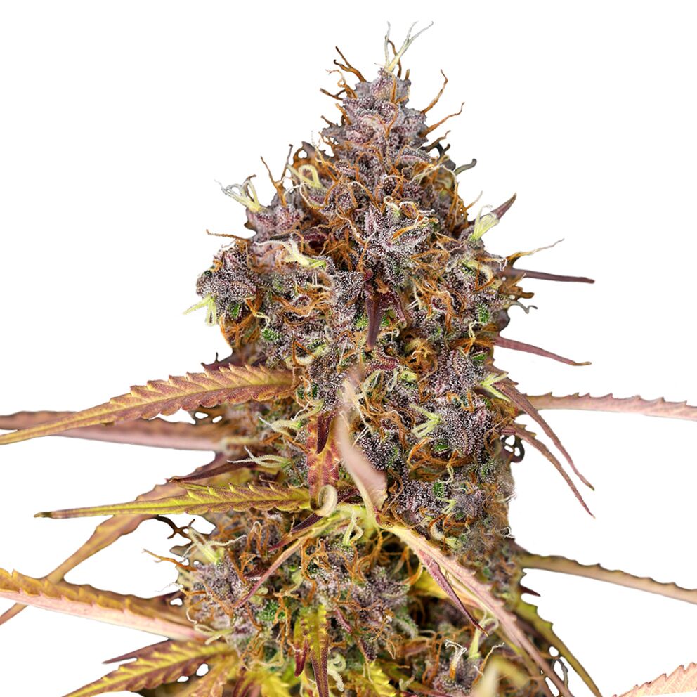 Purple Queen Auto - Image 3