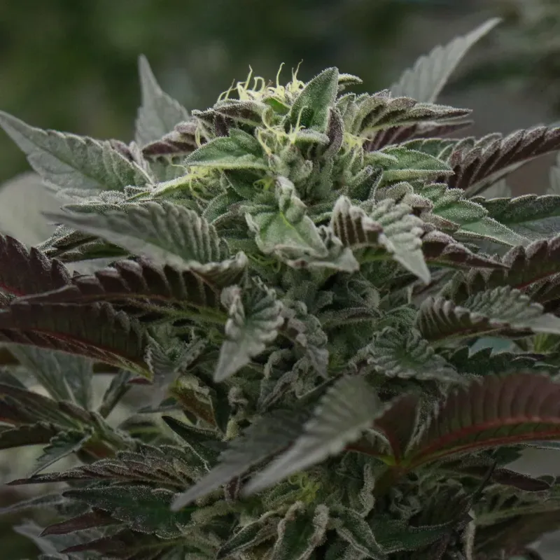 Purple Urkle