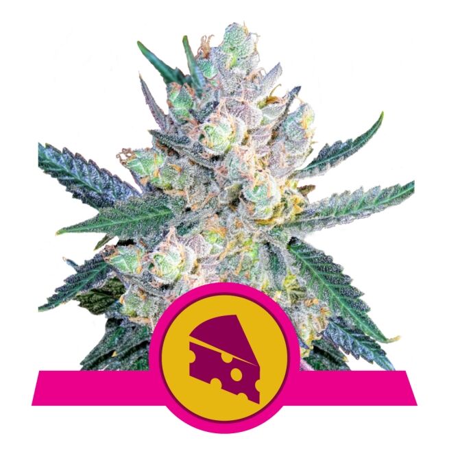 Royal Cheese