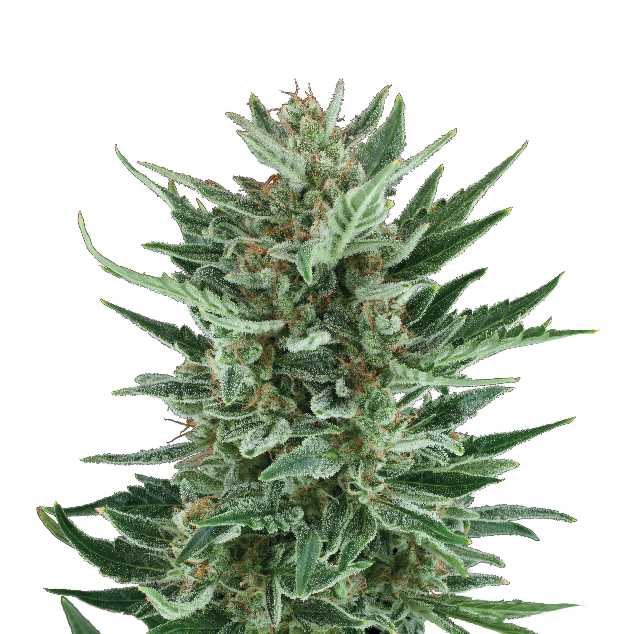 Royal Cheese Auto - Image 3