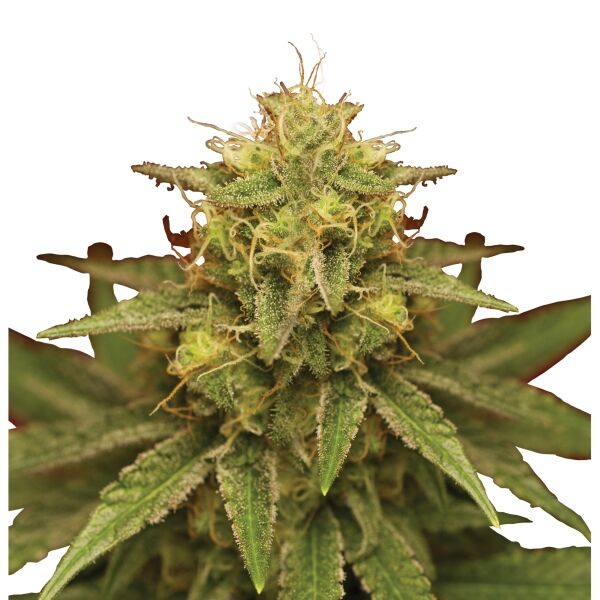Royal Domina Plant