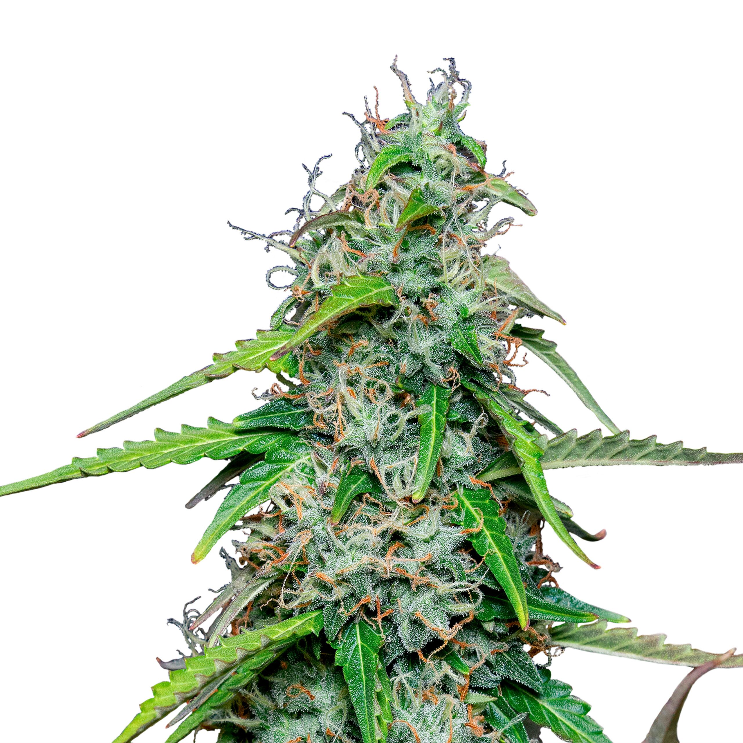 Royal Gorilla Auto - Image 3