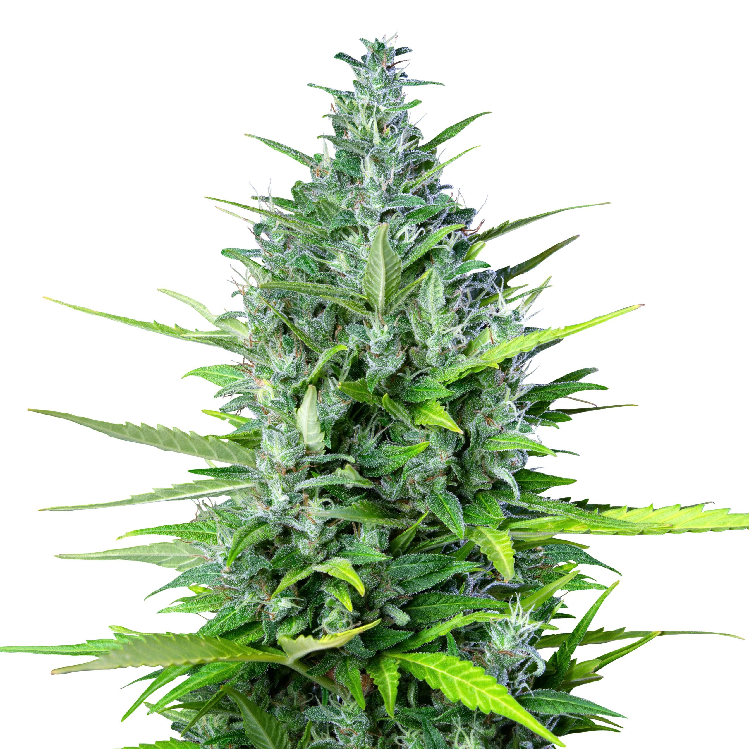 Royal Haze Auto - Image 3