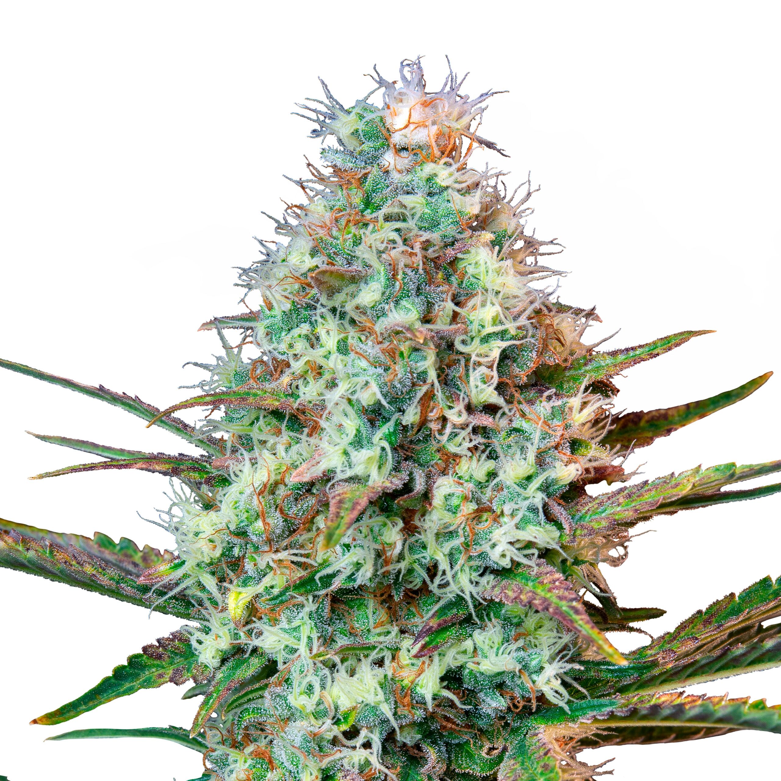 Royal Runtz Plant