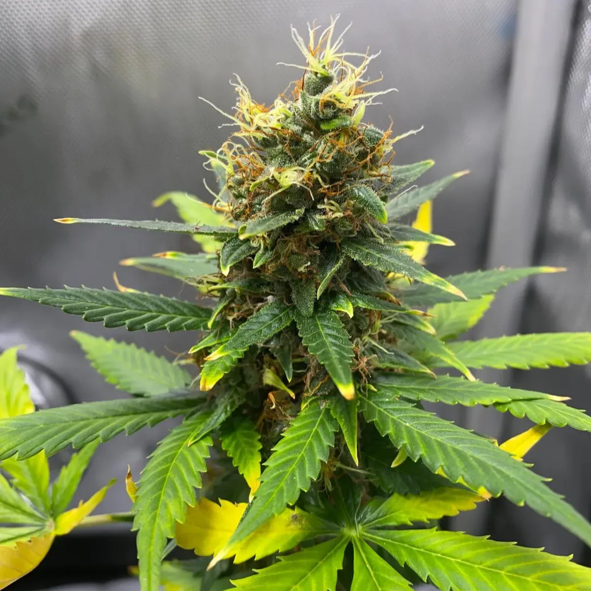 SFV OG