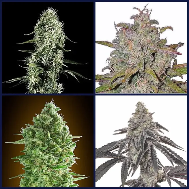 Award Winning Strains Seed Bundle