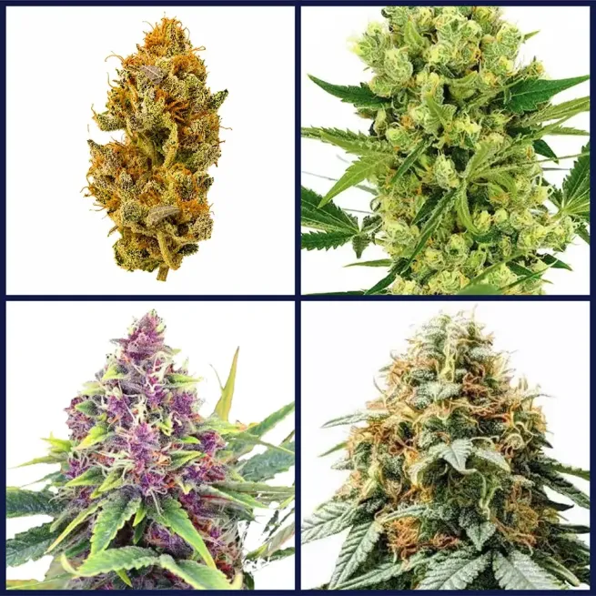 Best Selling Strains Kit Bundle