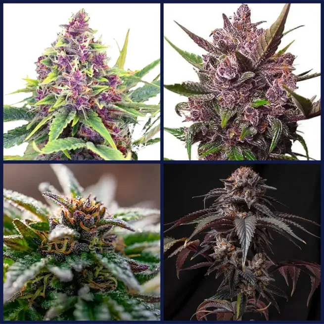 Big Berries Strains Seed Bundle