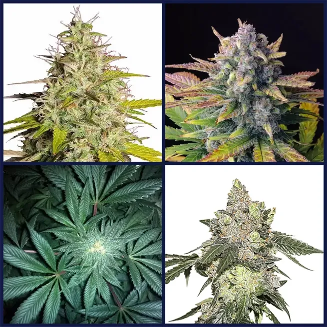 Cookie Strains Seed Bundle