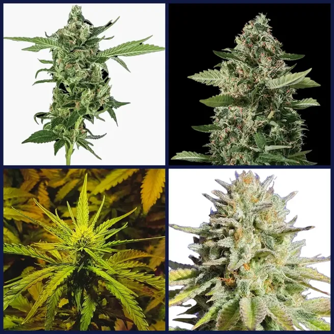 Diesel Strains Seed Bundle