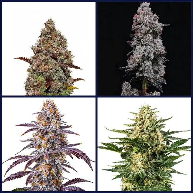 Gelato Strains Kit Bundle