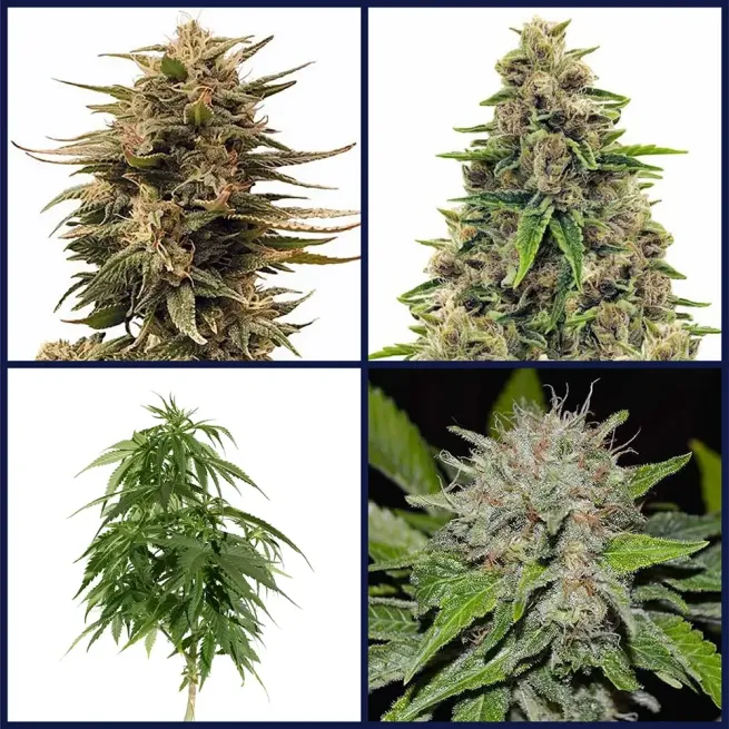 High CBD Strains Seed Bundle