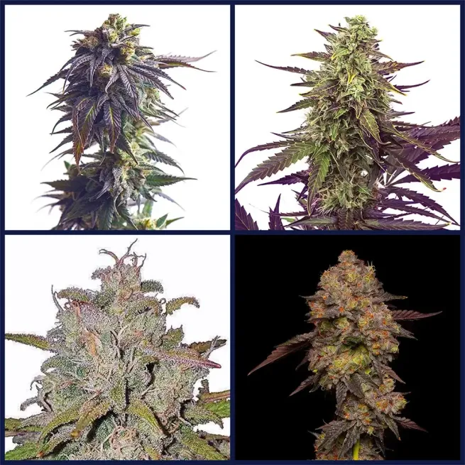 Hybrid Heros Strains Kit Bundle