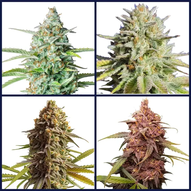 Indica Strains Seed Bundle