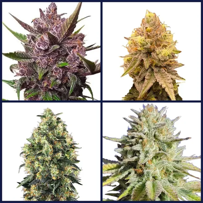 Indoor Strains Kit Bundle