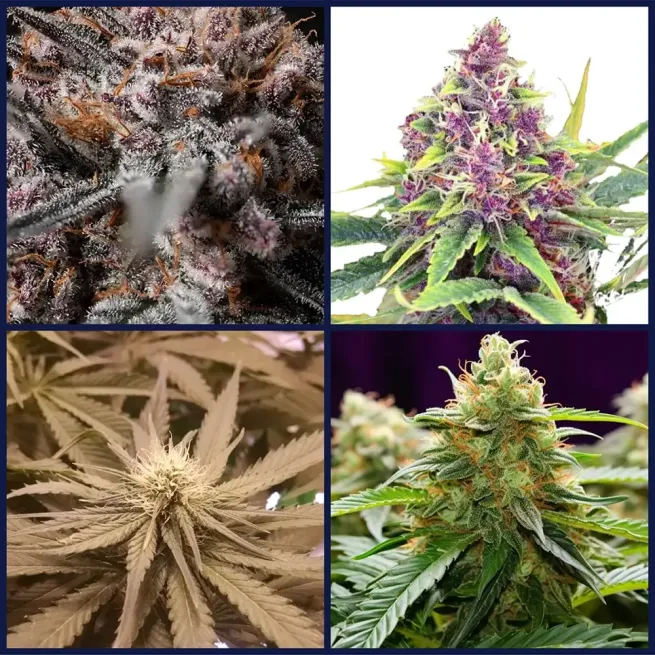 Kings of Kush Strains Kit Bundle