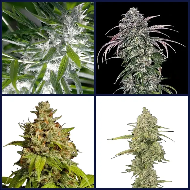 Outdoor Strains Kit Bundle
