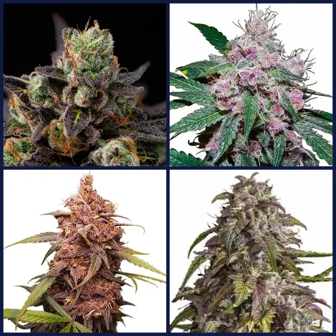 Purple Strains Seed Bundle
