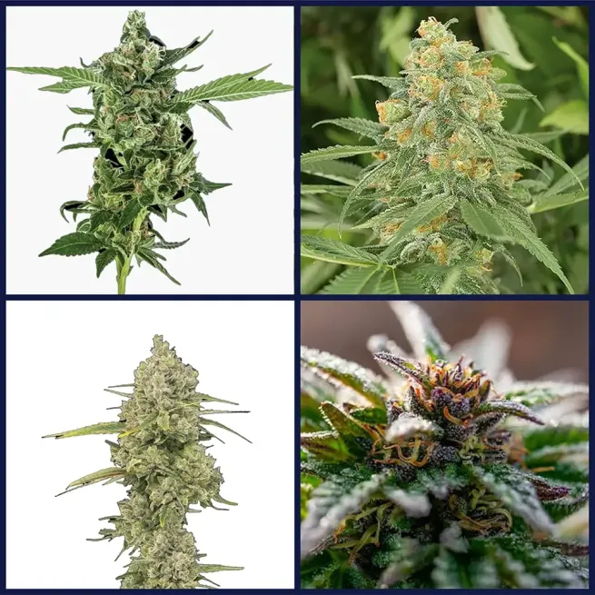 Sativa Strains Kit Bundle