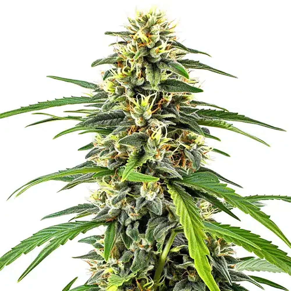 STRNG Seeds – Amnesia