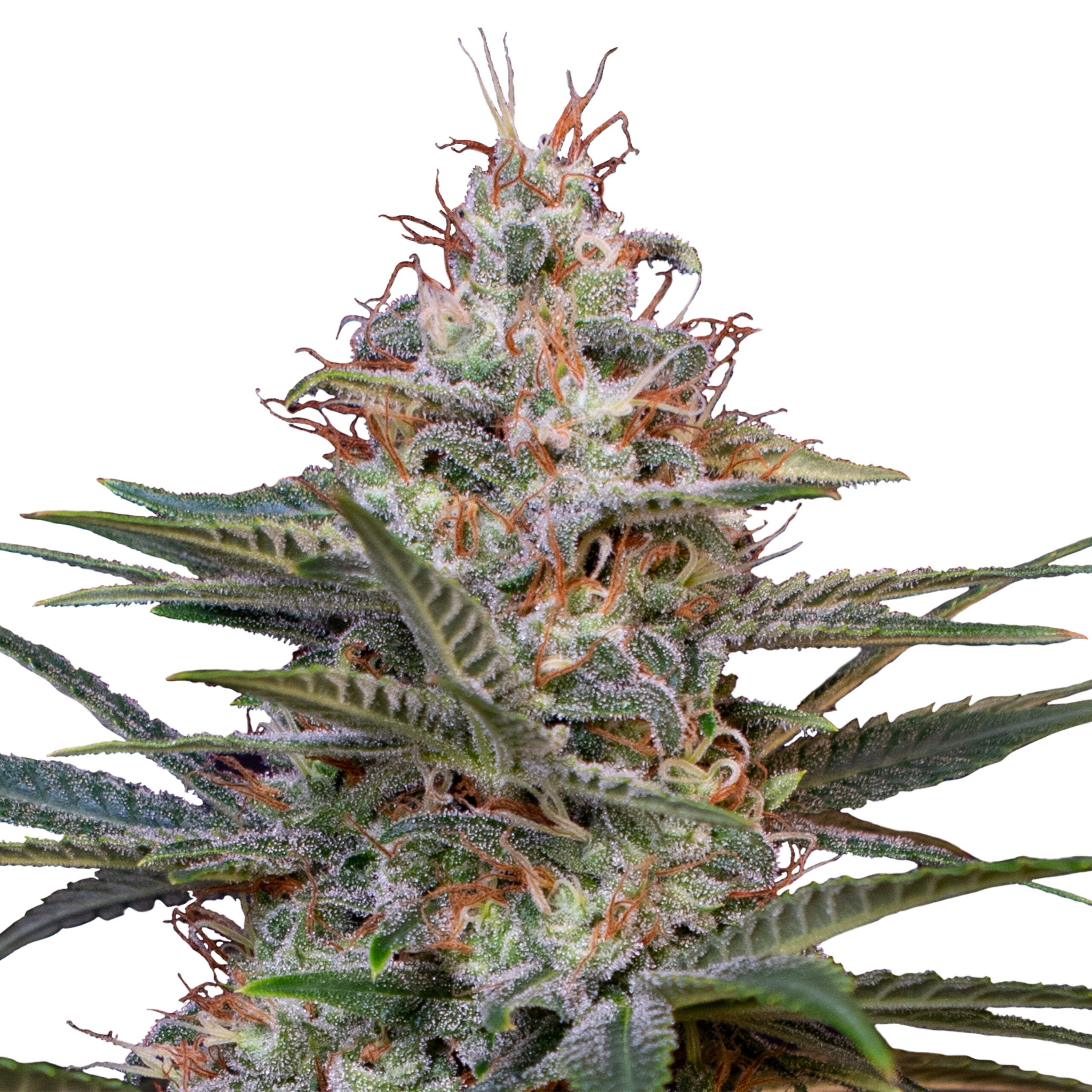 Shogun Plant