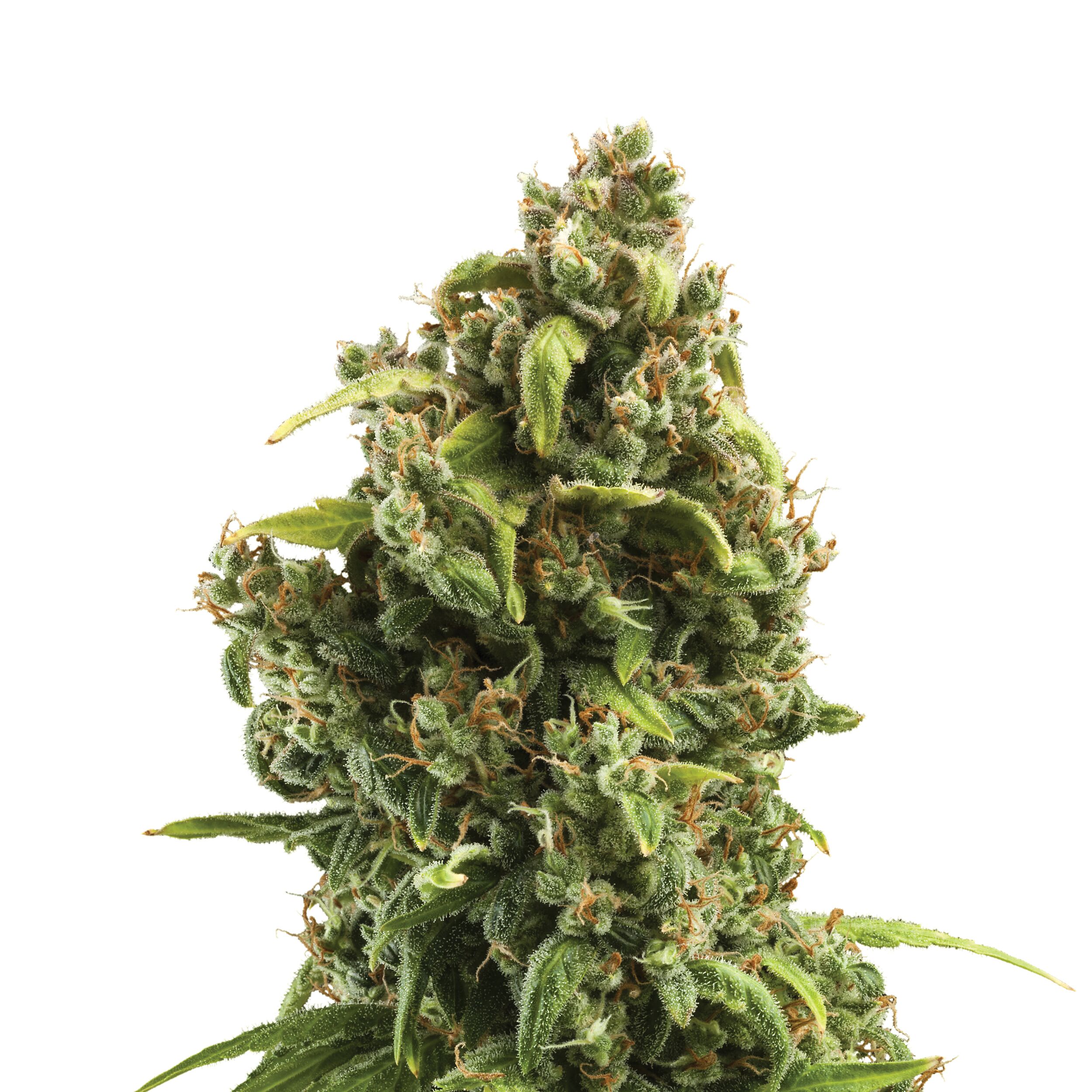 Sour Diesel Plant
