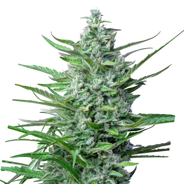 Special Kush Plant