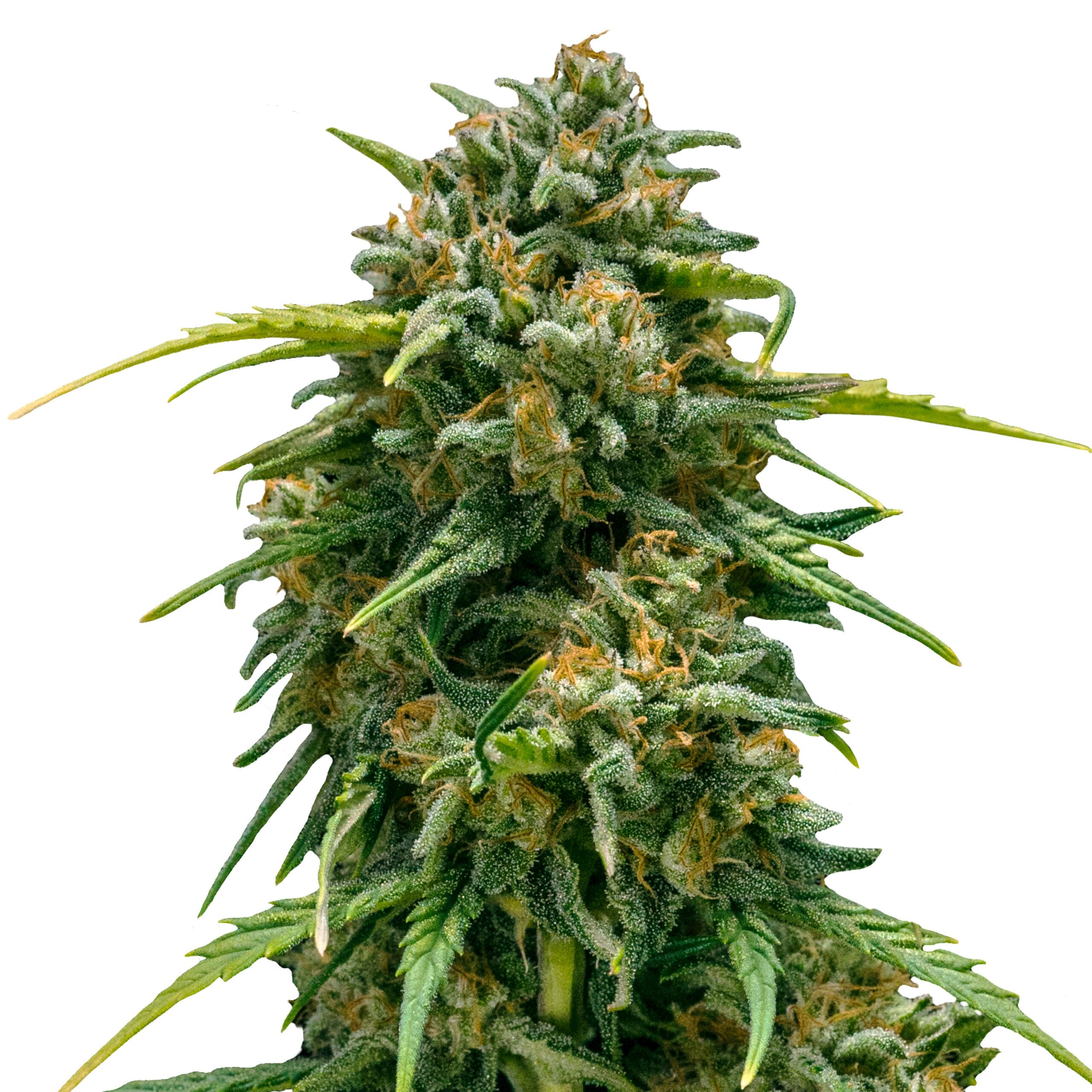 Sweet Skunk Auto - Image 3