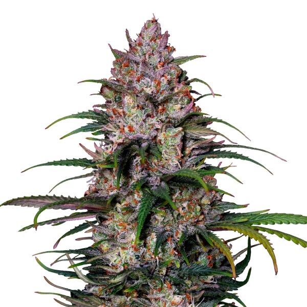 Sweet ZZ Plant