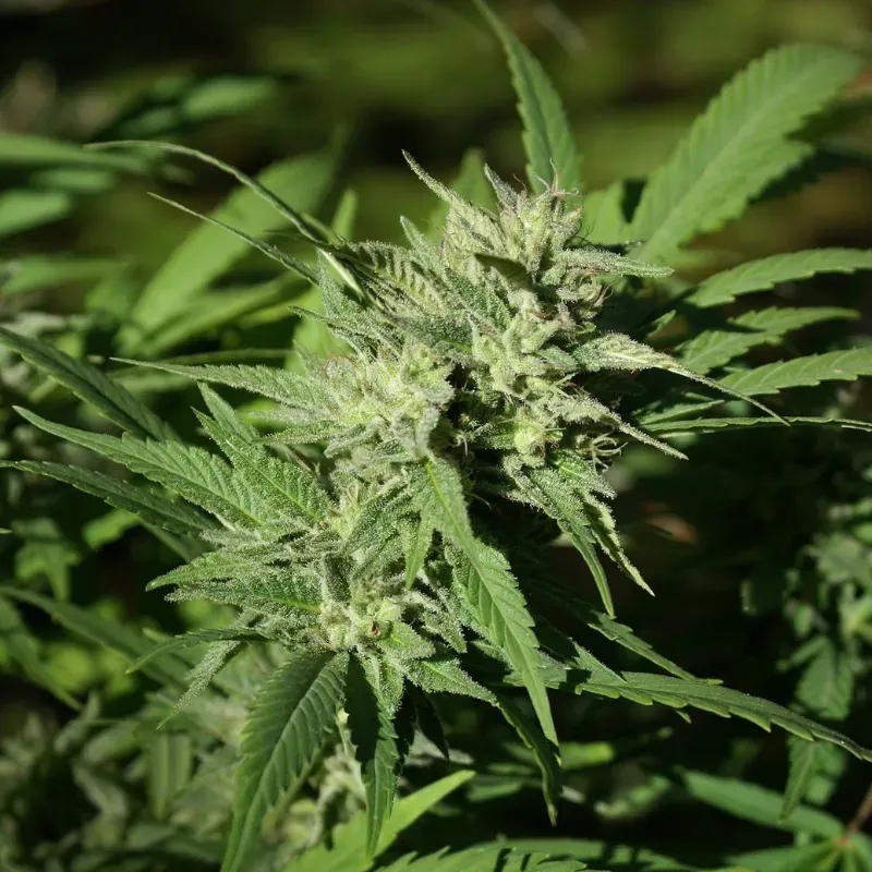 Triangle Kush