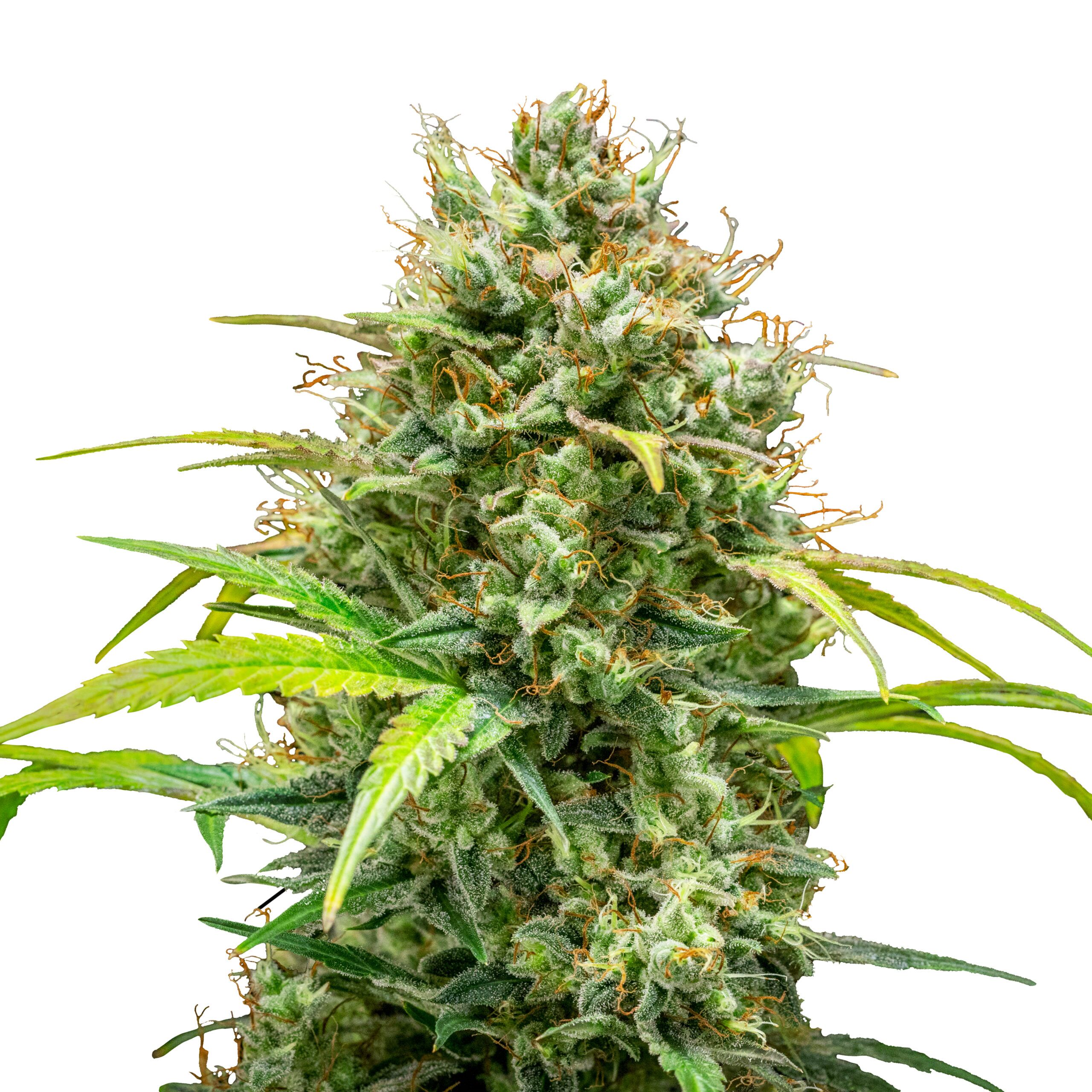 Triple G Auto - Image 3