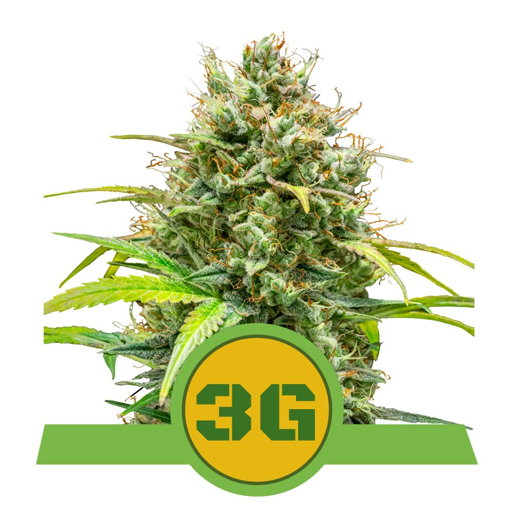 Triple G Auto