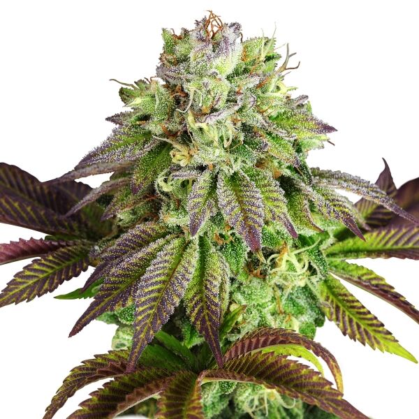 Triple G Plant