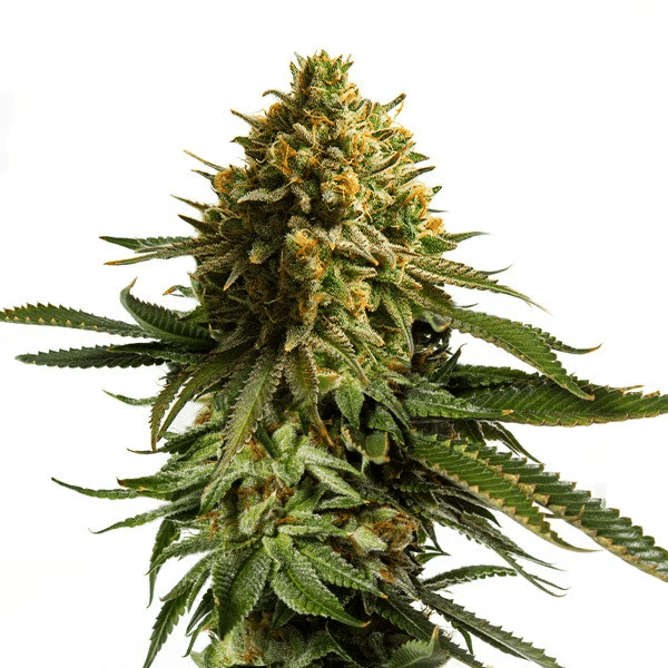 Wedding Cake Plant