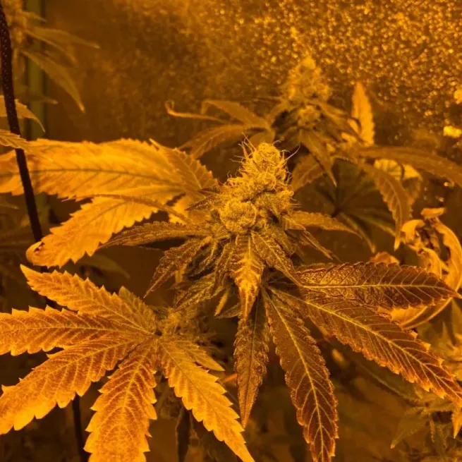 Zookies