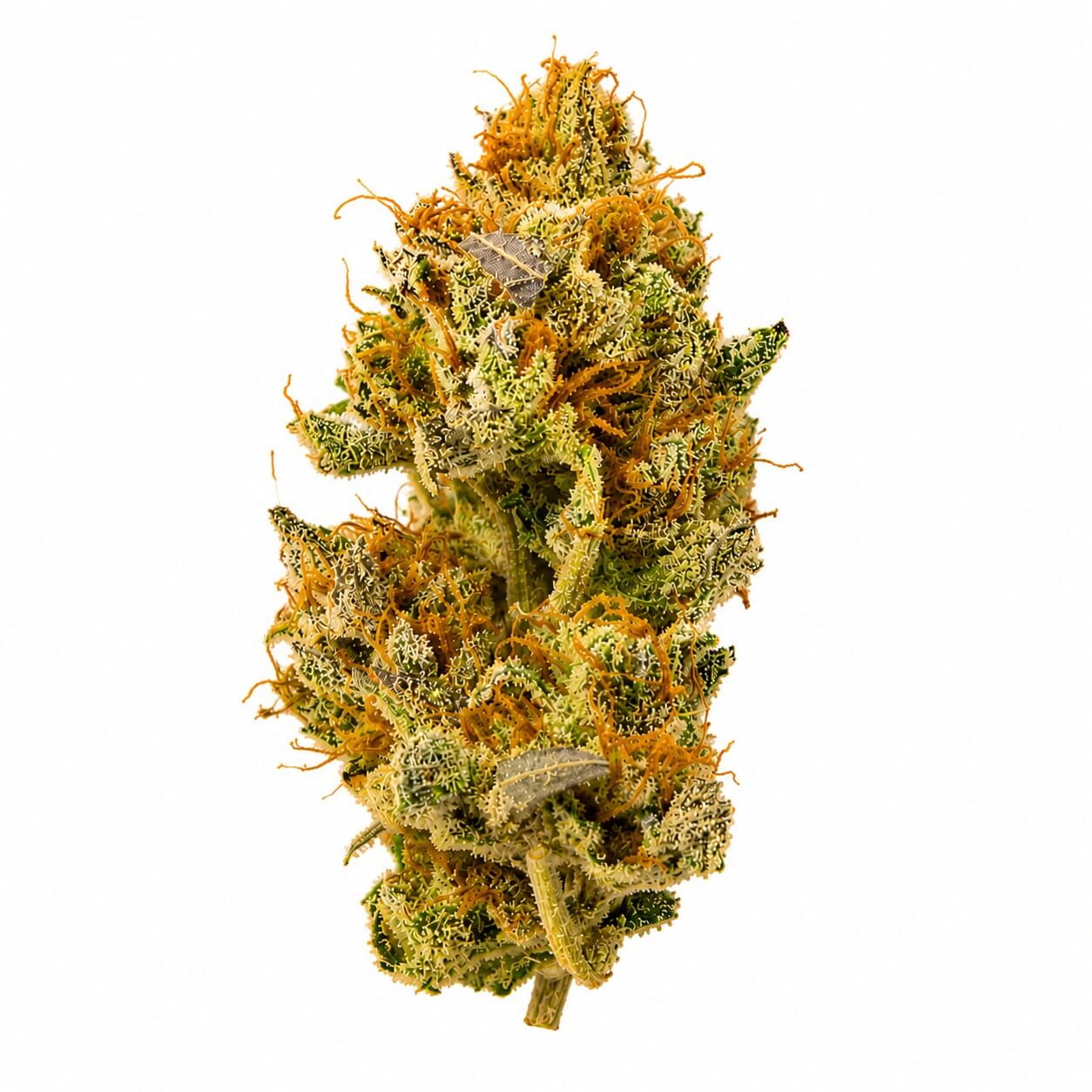 White Widow Auto
