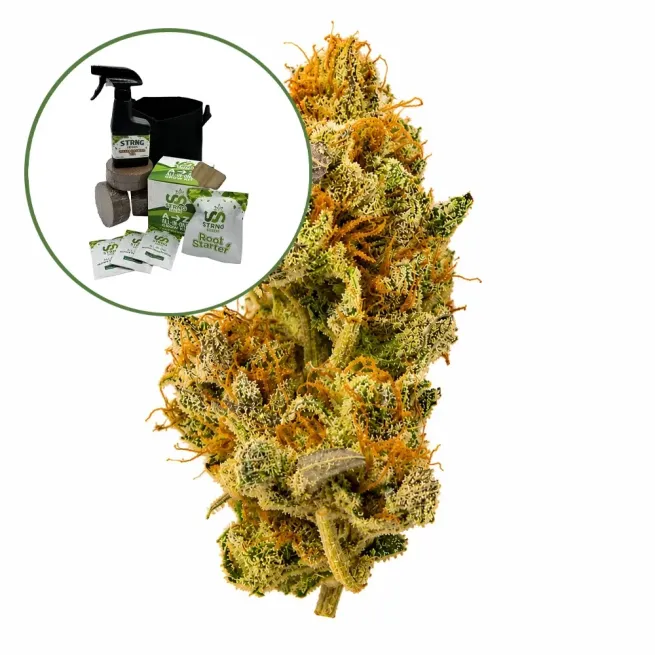 White Widow Auto High Yield Grow Kit