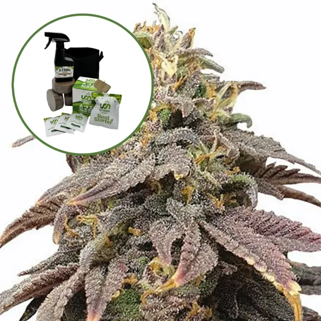 Forbidden Fruit (THCA) Auto High Yield Grow Kit