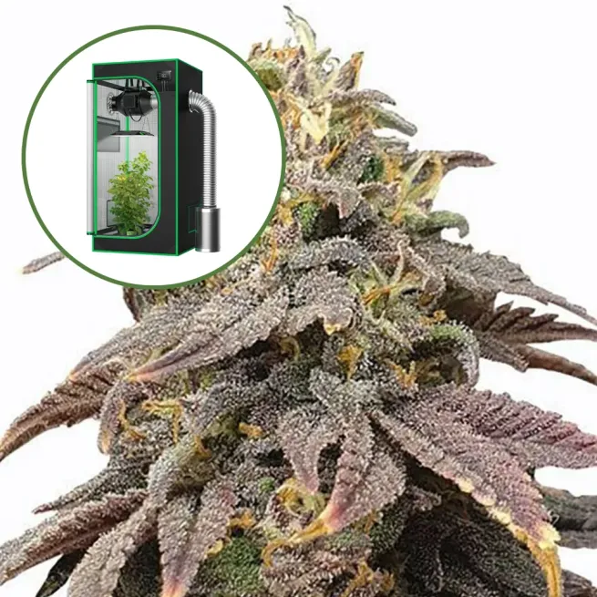 Forbidden Fruit (THCA) Auto Platinum Indoor Grow Bundle