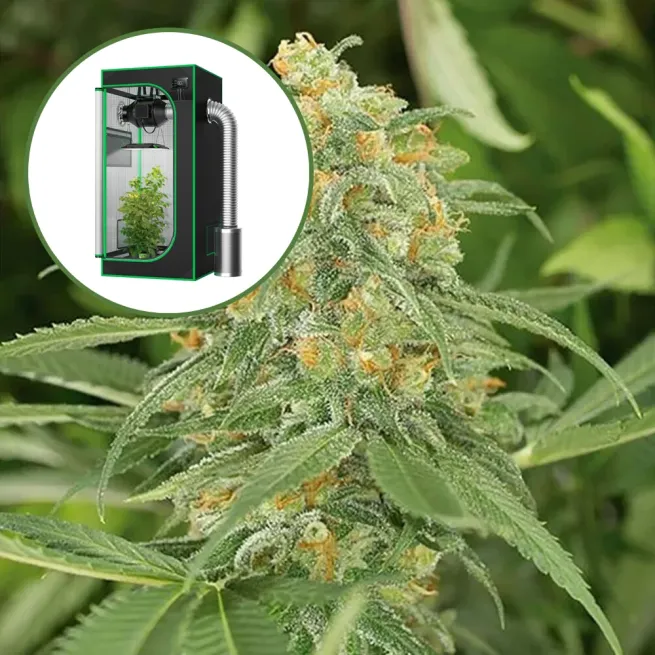 Green Crack (THCA) Auto Platinum Indoor Grow Bundle