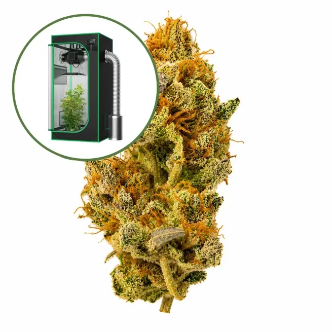 White Widow Auto Platinum Indoor Grow Bundle