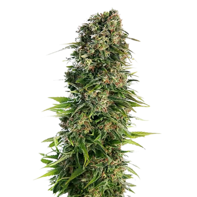 STRNG Seeds – Blue Zkittlez