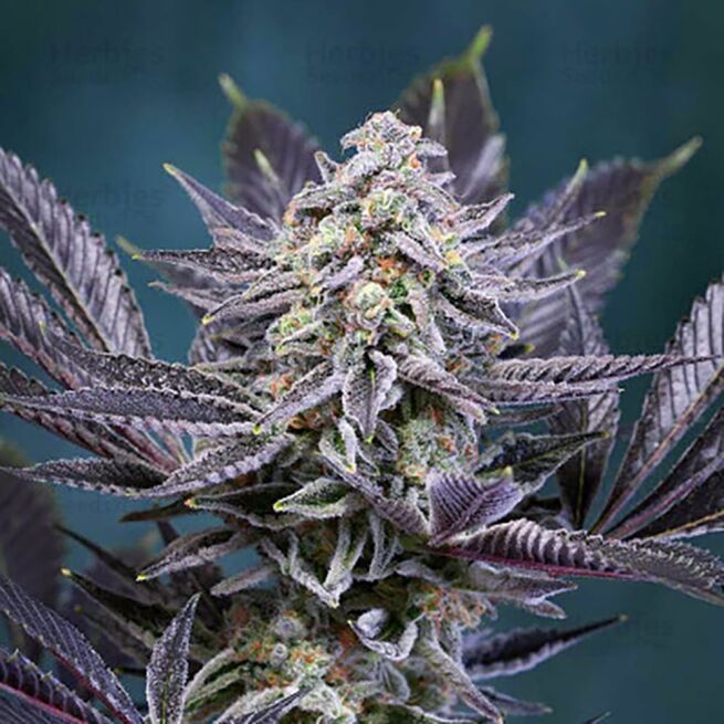 STRNG Seeds – Deep Purple