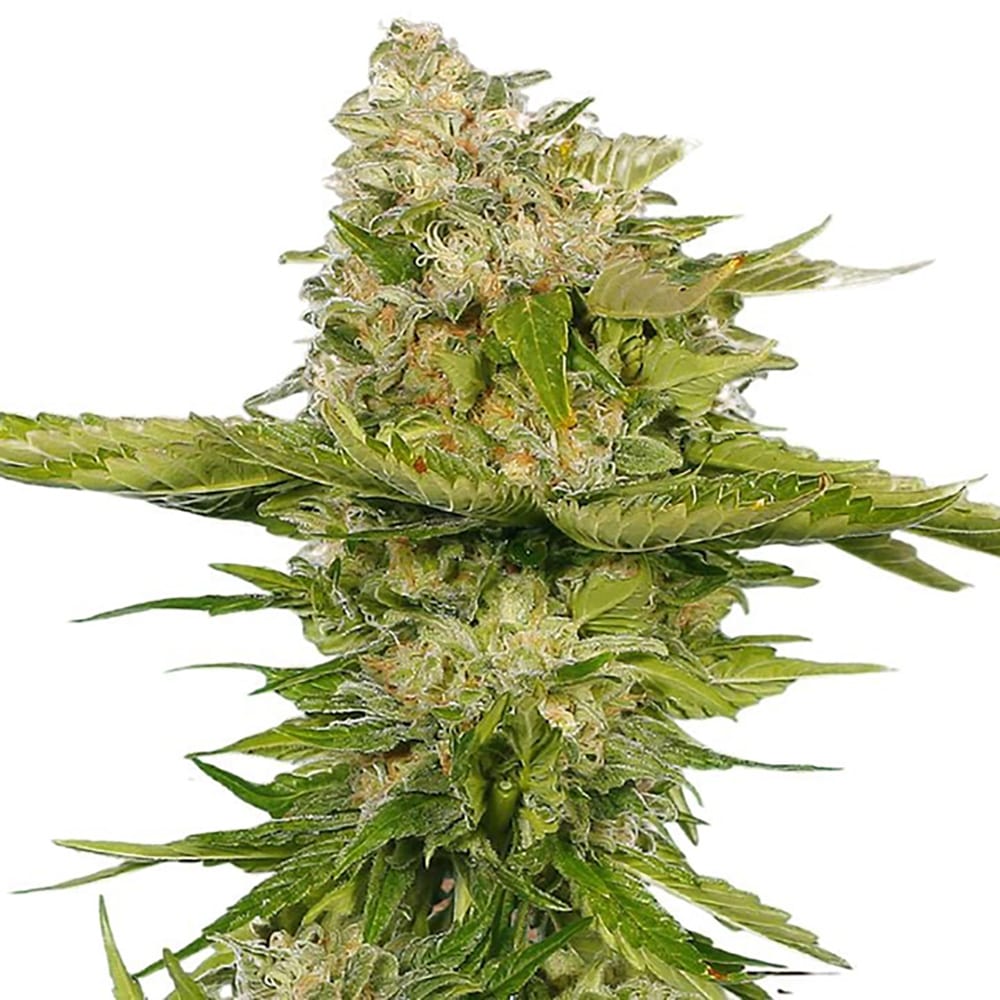 STRNG Seeds – Kandy Kush